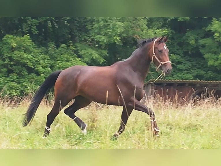 Hannoveraan Merrie 6 Jaar 172 cm Donkerbruin in Tostedt