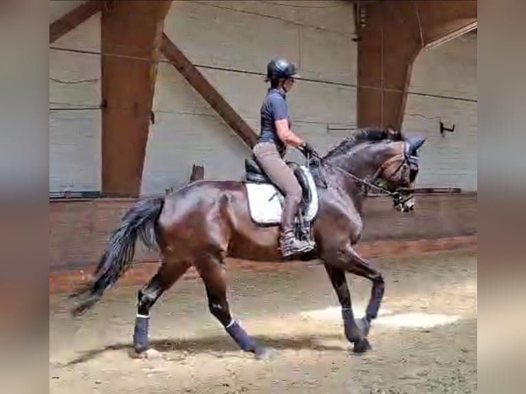 Hannoveraan Merrie 6 Jaar 172 cm Donkerbruin in Tostedt