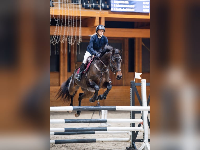 Hannoveraan Merrie 6 Jaar 172 cm Roodbruin in Kaunas