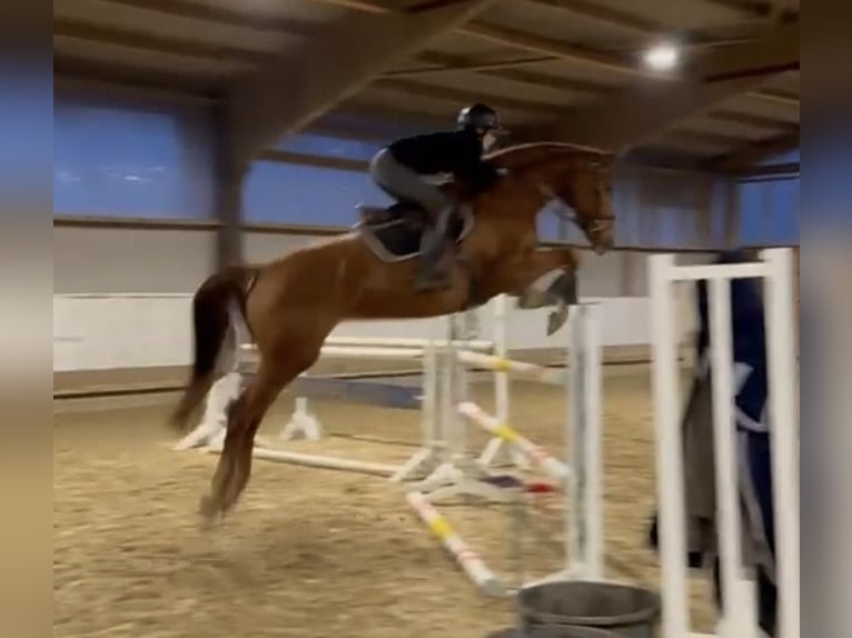 Hannoveraan Merrie 6 Jaar 172 cm Vos in Lindlar