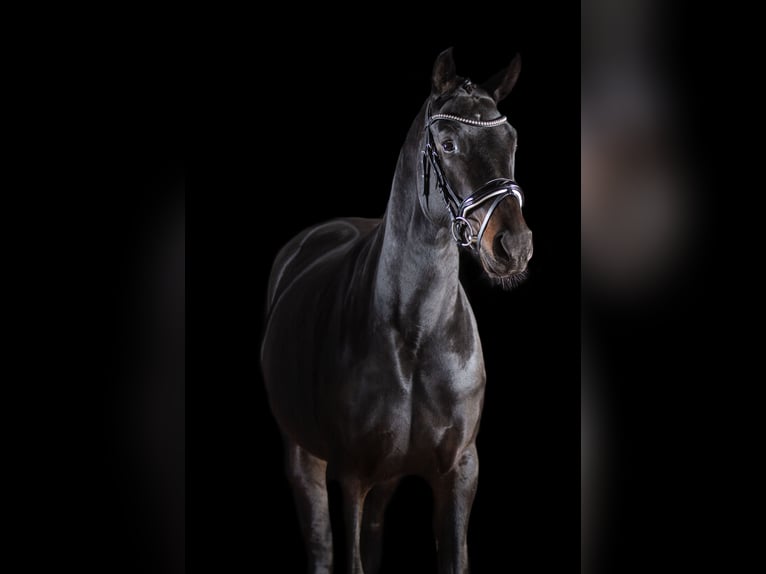 Hannoveraan Merrie 6 Jaar 172 cm Zwartbruin in Reichenbach/Vogtland