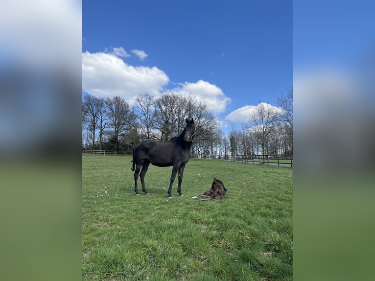Hannoveraan Merrie 6 Jaar 172 cm Zwartbruin in Nümbrecht