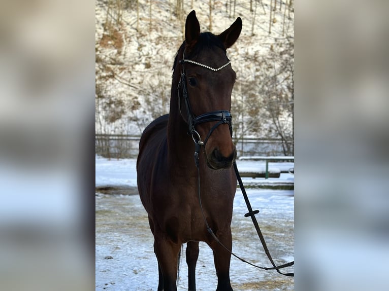 Hannoveraan Merrie 6 Jaar 173 cm Bruin in Anschau