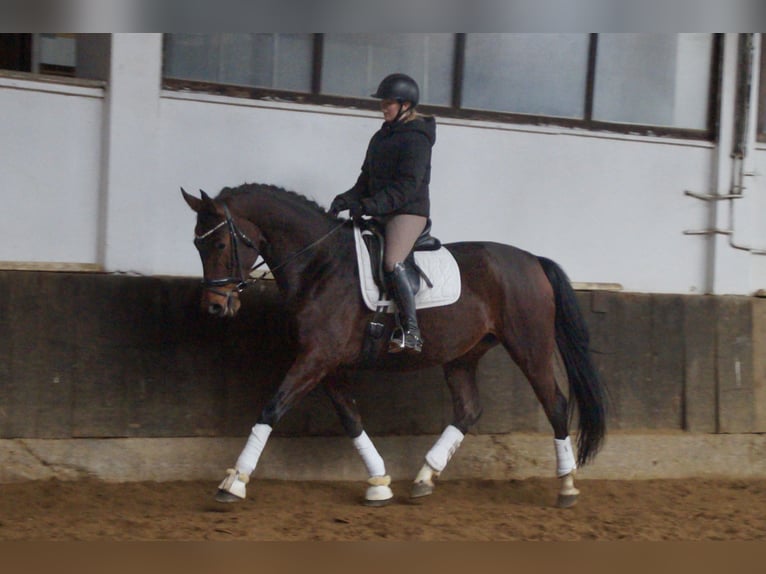 Hannoveraan Merrie 6 Jaar 173 cm Bruin in Anschau