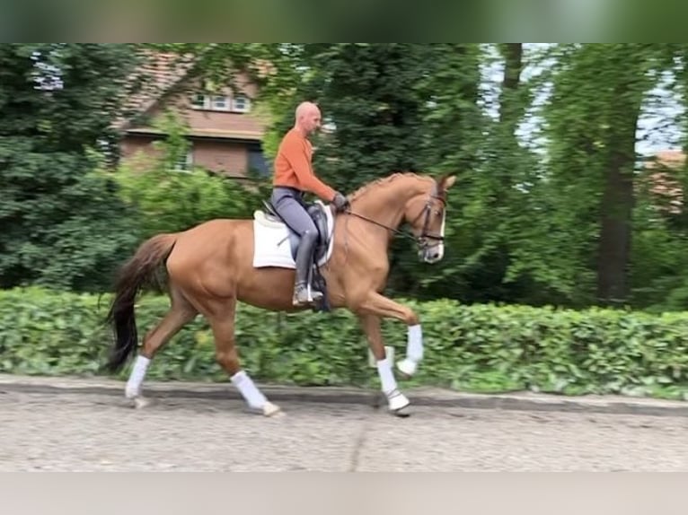 Hannoveraan Merrie 6 Jaar 173 cm Vos in Hemslingen