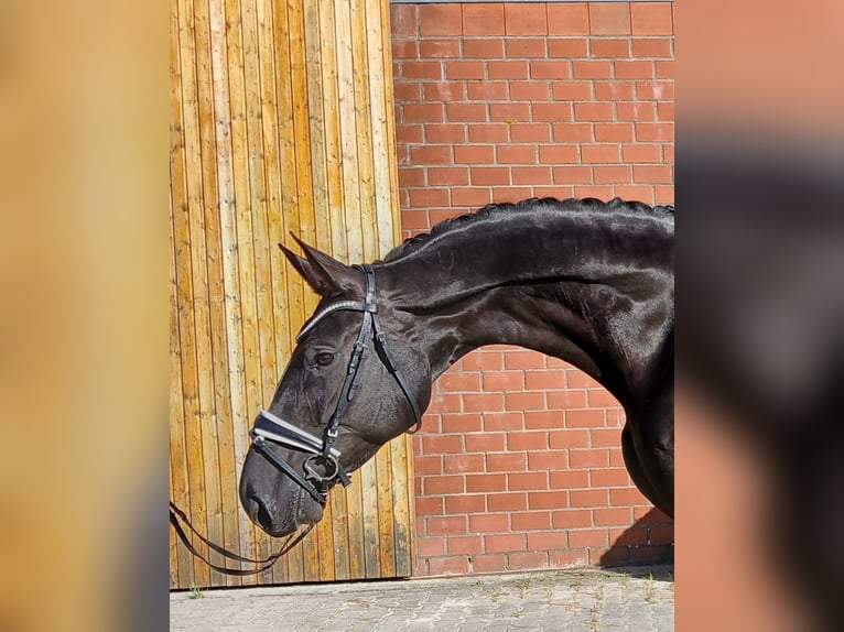 Hannoveraan Merrie 6 Jaar 173 cm Zwart in Friedeburg Reepsholt, Reepsholt