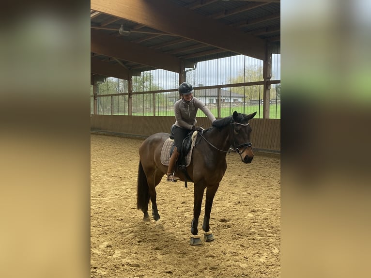 Hannoveraan Merrie 6 Jaar 174 cm Bruin in WetzlarWetzlar