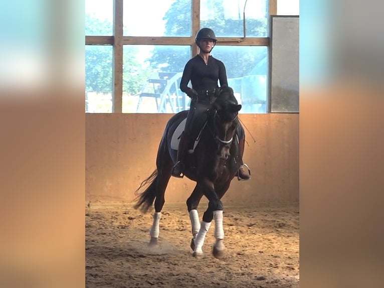 Hannoveraan Merrie 6 Jaar 174 cm Donkerbruin in Ratekau