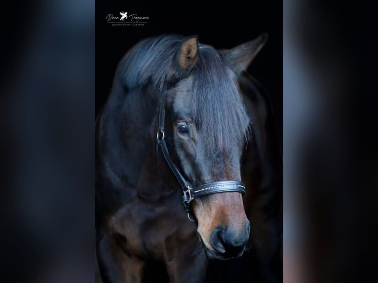 Hannoveraan Merrie 6 Jaar 174 cm Donkerbruin in Melle