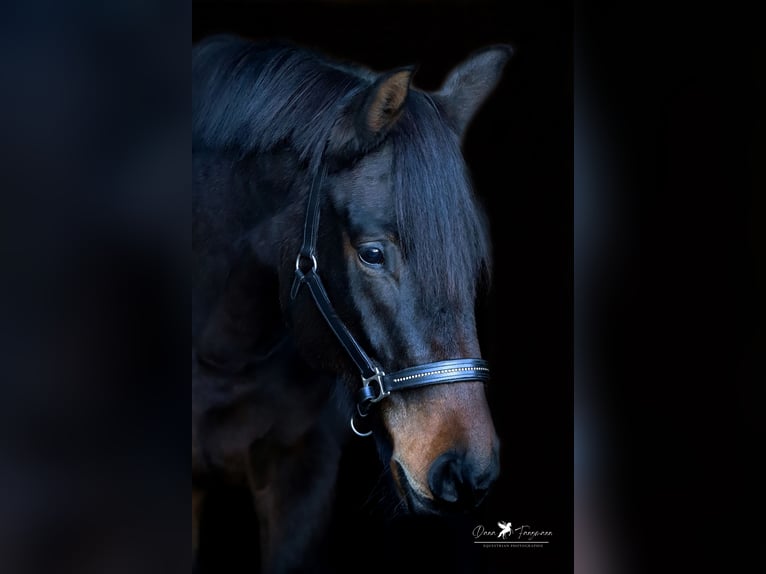 Hannoveraan Merrie 6 Jaar 174 cm Donkerbruin in Melle