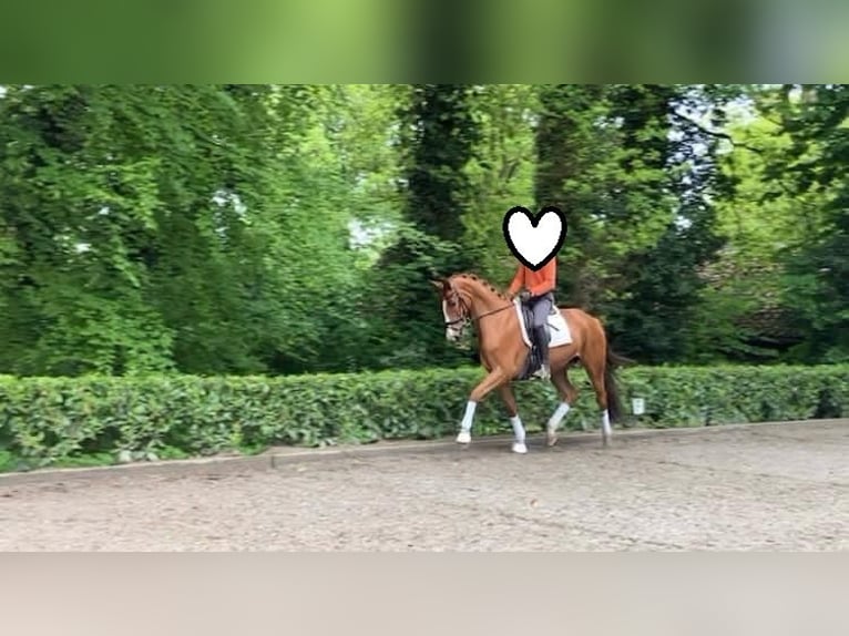 Hannoveraan Merrie 6 Jaar 174 cm Vos in Hemslingen