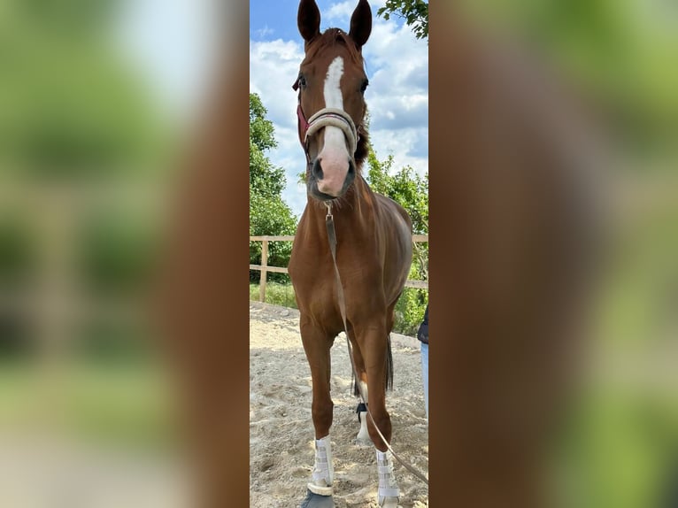 Hannoveraan Merrie 6 Jaar 174 cm Vos in Hemslingen