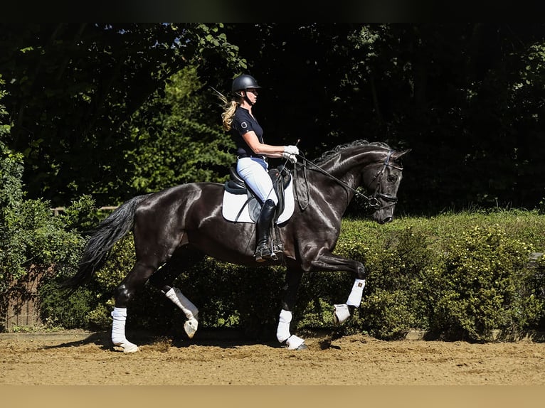 Hannoveraan Merrie 6 Jaar 174 cm Zwart in Riedstadt