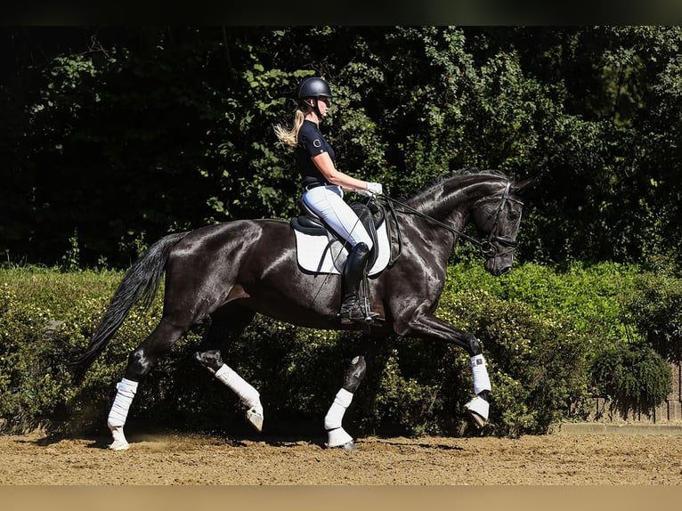 Hannoveraan Merrie 6 Jaar 174 cm Zwart in Riedstadt