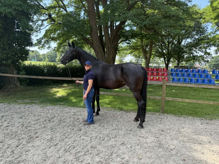 Hannoveraan Merrie 6 Jaar 174 cm Zwartbruin in Bröckel