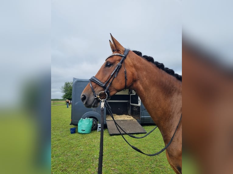 Hannoveraan Merrie 6 Jaar 175 cm Bruin in Ahlerstedt