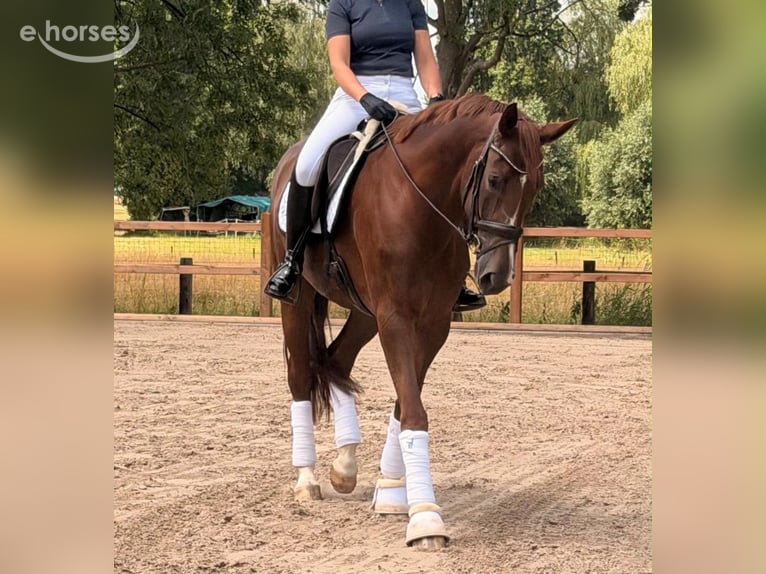 Hannoveraan Merrie 6 Jaar 175 cm Donkere-vos in EnnepetalEnnepetal