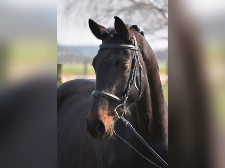 Hannoveraan Merrie 6 Jaar 175 cm Zwartbruin in Geseke