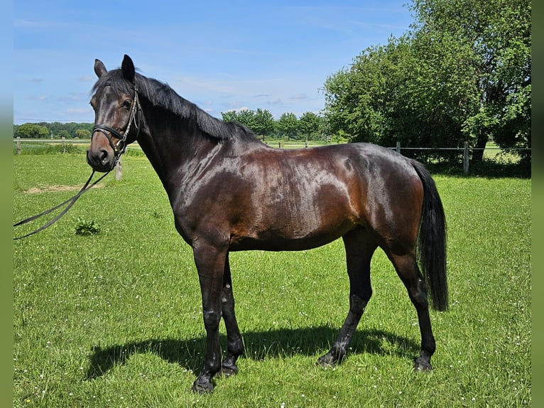 Hannoveraan Merrie 6 Jaar 175 cm Zwartbruin in Geseke