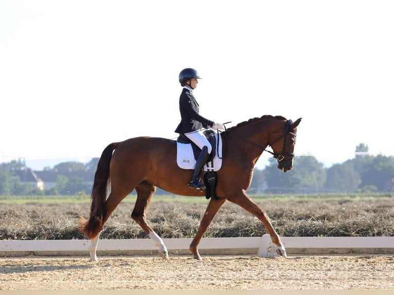 Hannoveraan Merrie 6 Jaar 176 cm Donkere-vos in Seebad Ahlbeck