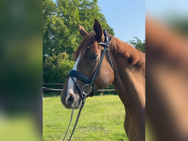 Hannoveraan Merrie 6 Jaar 176 cm Donkere-vos in Kirchlengern Hannoveraan Merrie 6 Jaar 176 cm Donkere-vos in Kirchlengern