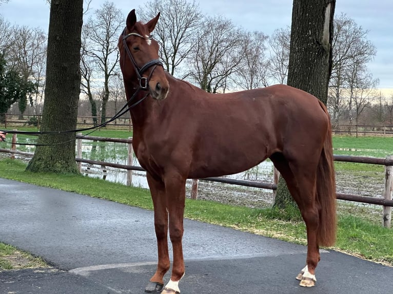 Hannoveraan Merrie 6 Jaar 177 cm Vos in Kutenholz