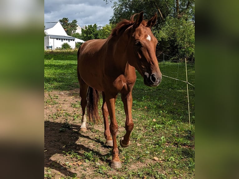 Hannoveraan Merrie 6 Jaar 180 cm Vos in Beselich