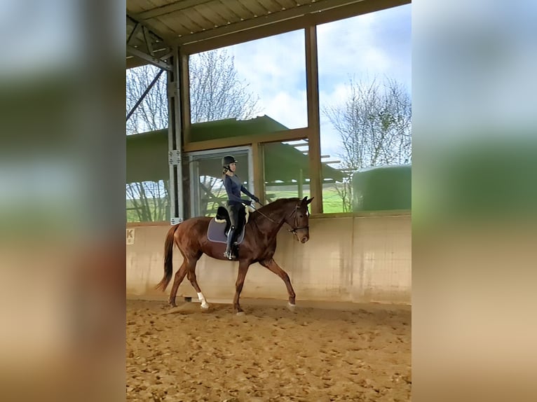 Hannoveraan Merrie 6 Jaar 180 cm Vos in Beselich