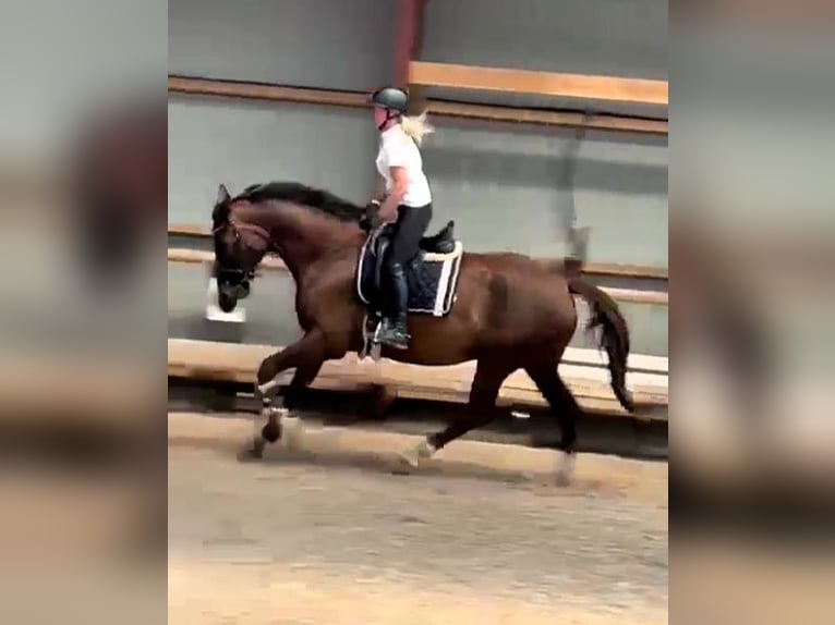 Hannoveraan Merrie 6 Jaar 185 cm Donkere-vos in Gro&#xDF;heide