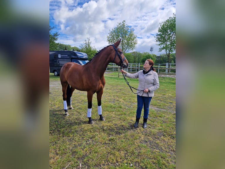 Hannoveraan Merrie 6 Jaar Bruin in Sarstedt