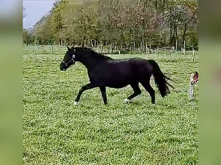 Hannoveraan Merrie 6 Jaar in Hesel