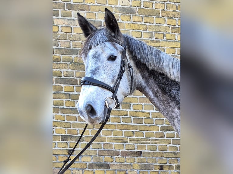 Hannoveraan Merrie 6 Jaar Schimmel in Potsdam