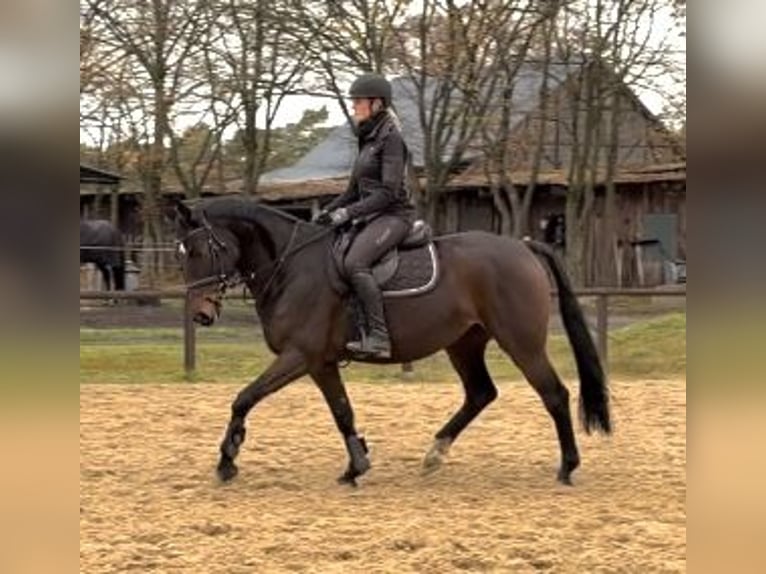 Hannoveraan Merrie 7 Jaar 160 cm Donkerbruin in Verden (Aller)