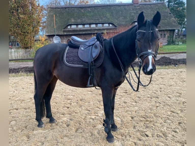 Hannoveraan Merrie 7 Jaar 160 cm Donkerbruin in Schneverdingen