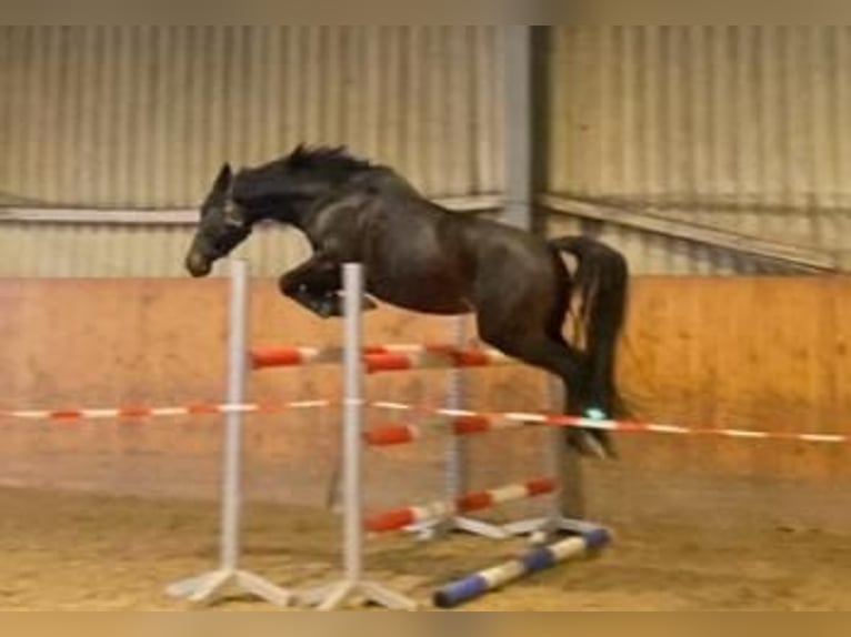 Hannoveraan Merrie 7 Jaar 160 cm Donkerbruin in Schneverdingen