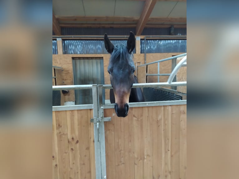 Hannoveraan Merrie 7 Jaar 160 cm in Inzing