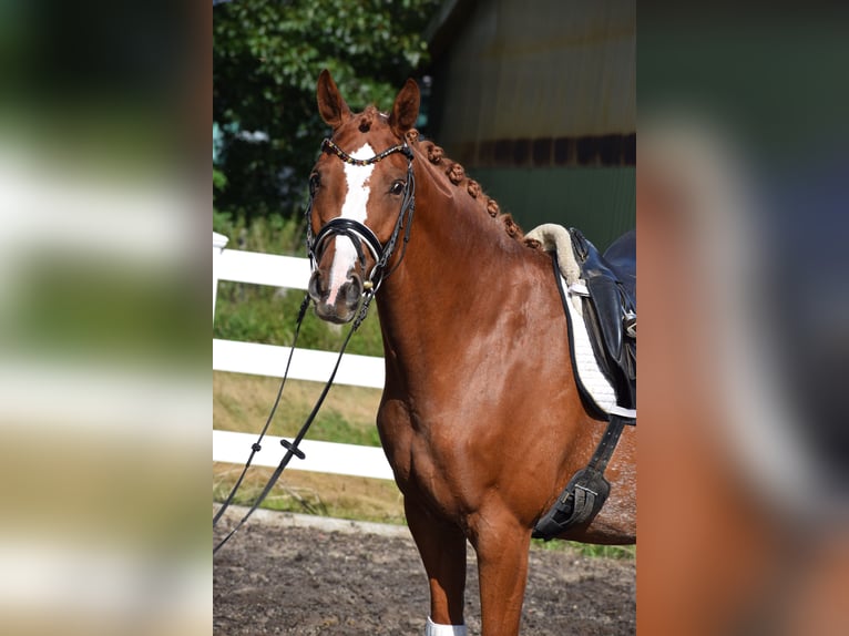 Hannoveraan Merrie 7 Jaar 160 cm Vos in D&#xE4;tgen