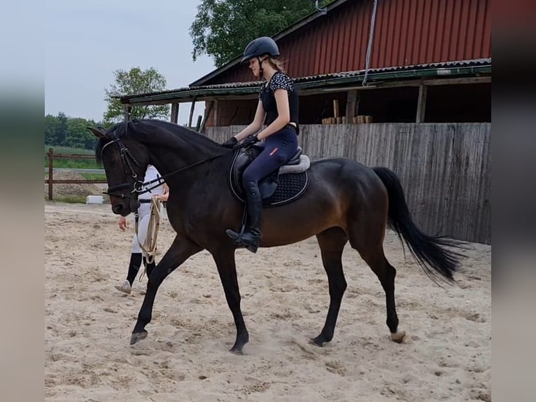 Hannoveraan Merrie 7 Jaar 161 cm Donkerbruin in Zeven