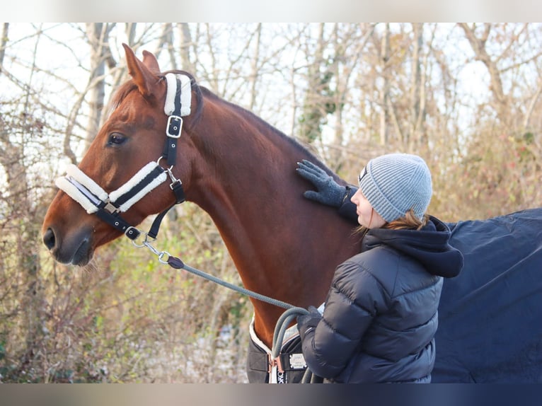 Hannoveraan Merrie 7 Jaar 162 cm Donkere-vos in G&#xF6;tzendorf an der Leitha