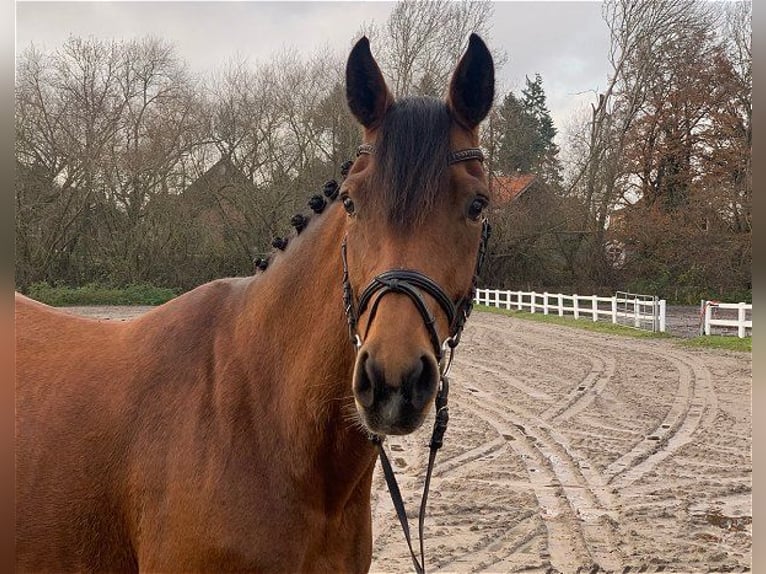 Hannoveraan Merrie 7 Jaar 163 cm Bruin in Verden (Aller)