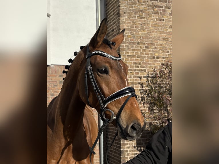 Hannoveraan Merrie 7 Jaar 164 cm Bruin in Niederkassel
