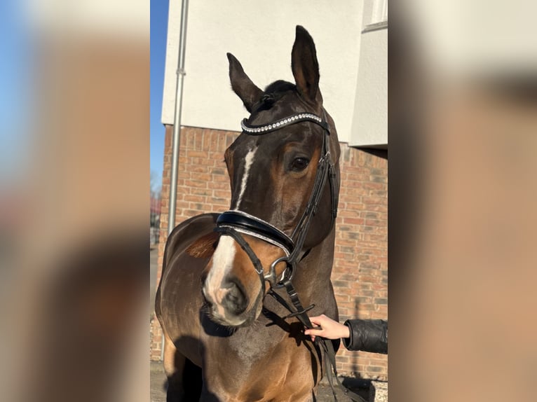 Hannoveraan Merrie 7 Jaar 164 cm Bruin in Niederkassel