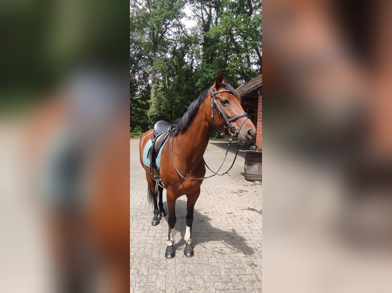 Hannoveraan Merrie 7 Jaar 164 cm Bruin in Wettrup