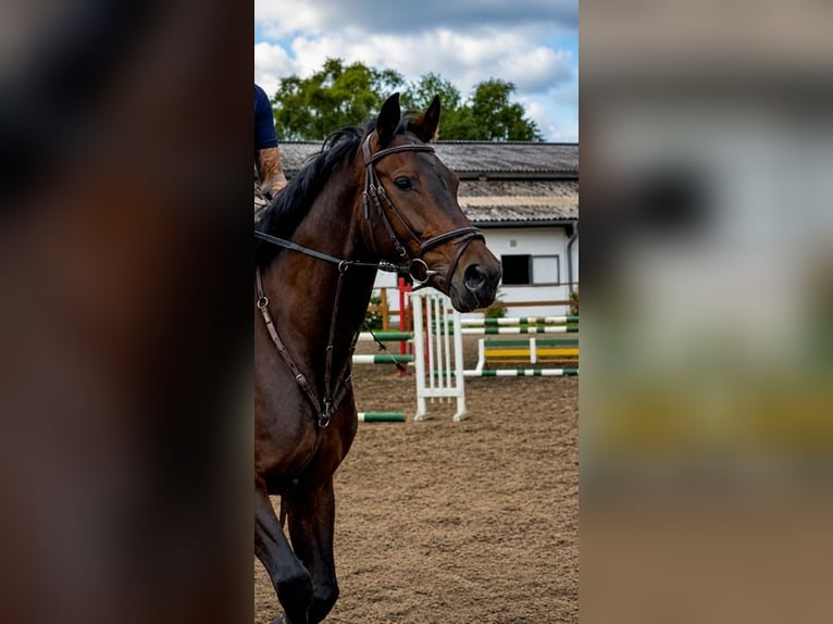 Hannoveraan Merrie 7 Jaar 164 cm Bruin in Berlin