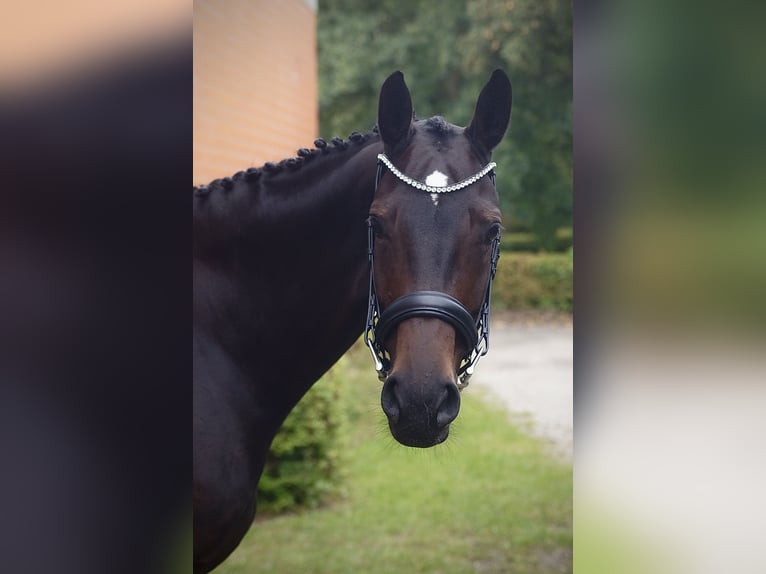 Hannoveraan Merrie 7 Jaar 164 cm Donkerbruin in Rendsburg
