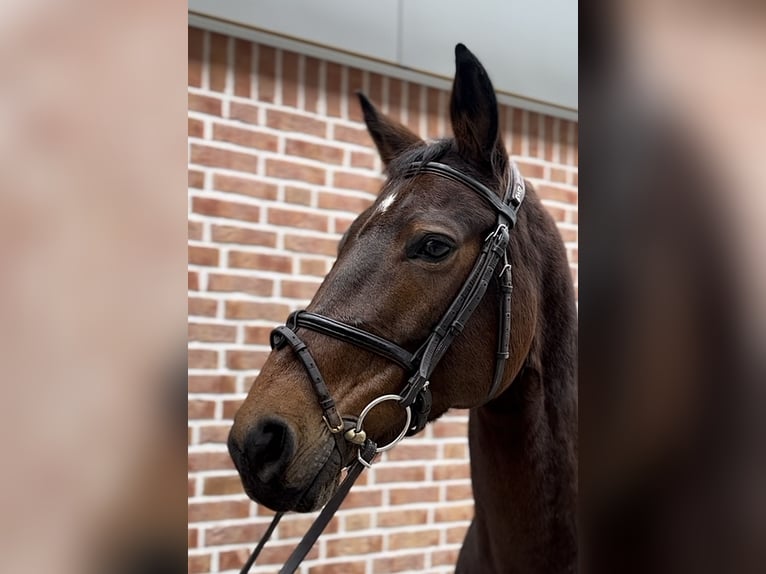 Hannoveraan Merrie 7 Jaar 164 cm Donkerbruin in Walldorf