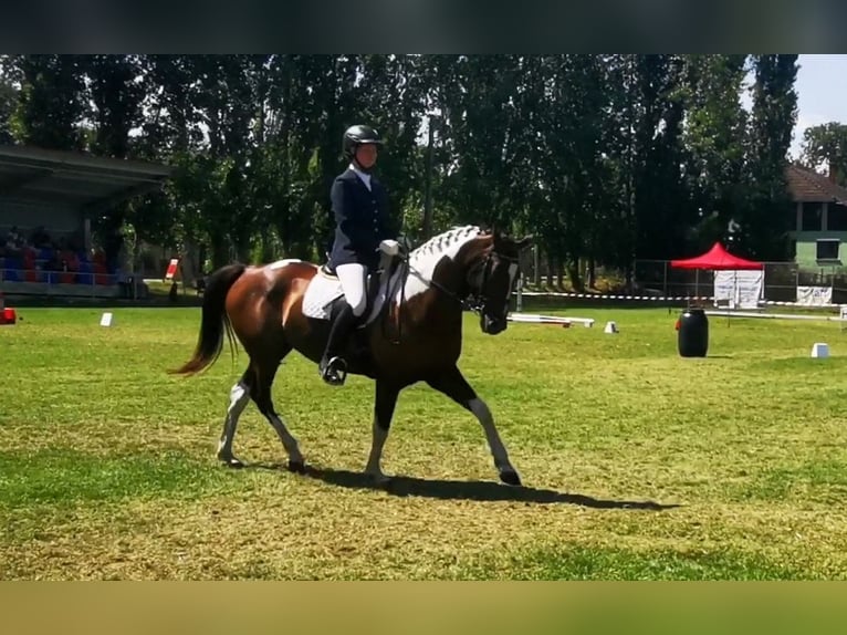 Hannoveraan Mix Merrie 7 Jaar 164 cm Gevlekt-paard in Kiskőrös