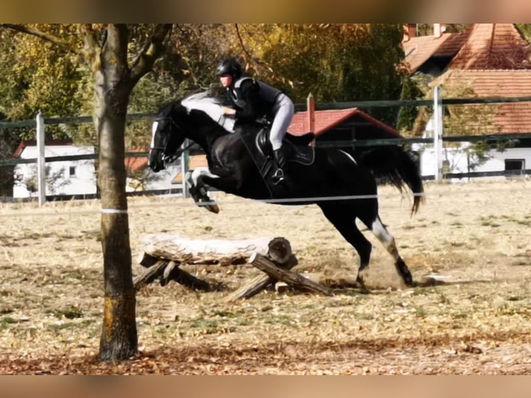 Hannoveraan Mix Merrie 7 Jaar 164 cm Gevlekt-paard in Kiskőrös