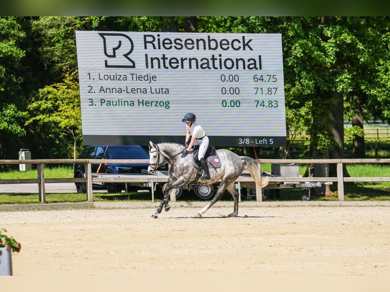Hannoveraan Merrie 7 Jaar 164 cm Schimmel in Oberrieden