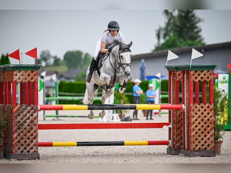 Hannoveraan Merrie 7 Jaar 164 cm Schimmel in Uster 1